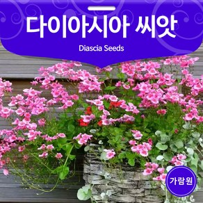 다이아시아 씨앗 다이시아 종자 꽃씨 꽃씨앗 30알, 1개