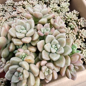 [해뜰다육] 멘도사 다육식물 선인장, 1개, 1