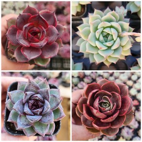 다육식물 4종모음, [1번-포트] - 4종모두