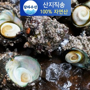 통영직송 국내산 자연산 뿔소라