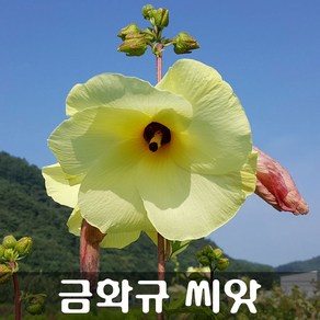 [해피플라워] 식물성 콜라겐 꽃차 만들기 금화규 씨앗 600립 / 봄 여름 파종 웰빙푸드 종자, 1개