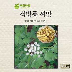 아람종묘 식방풍씨앗 갯기름나물 500립, 1개