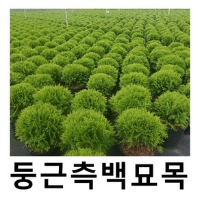 둥근측백나무 묘목 신품종 데니카 9cm포트 2개묶음, 2개