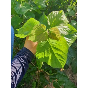 생뽕잎 생칡잎 안시 새우 애플스네일 토끼 거북이밥 먹이 물고기밥, 칡잎, 1개