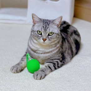 MAAH 고양이 자동 스마트 프로팰러 볼 장난감 SCB-04, 1개, 그린