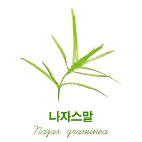 나자스말 수초 키우기 새우 은신처 치어은신처 10촉, 10개