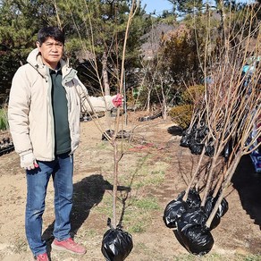 자두나무 묘목 결실주 3년생 4년생 5년생 결실주 왕자두 바이오체리 추희 호무샤, 1개, 바이오체리 3년생