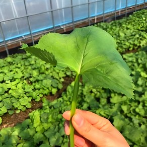 최상품 강원 양양 곰취 곰달비 곤달비 당일수확 500G 1KG, 1개
