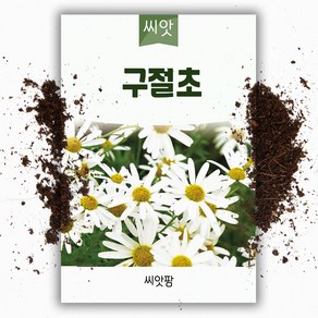 씨앗팜 야생화 꽃씨 구절초 종자 씨앗 (1000립) 구일초 선모초 고뽕 국화과 여러해살이 다년생, 1개