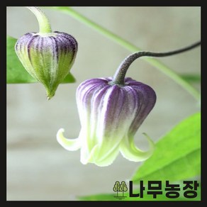 (나무농장) 벨타입 클레마티스(크레마티스) 아이즈 윈드 포트, 1개, 화분