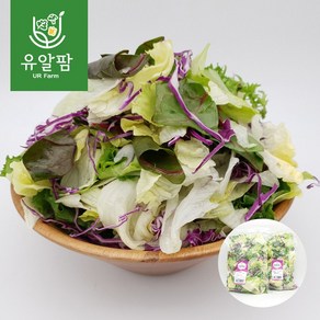 의령농산 유알팜 당일채소 당일제조 당일발송 샐러드1kg 골라담기 9종, 03_양배추 적채 샐러드 1kg, 1개