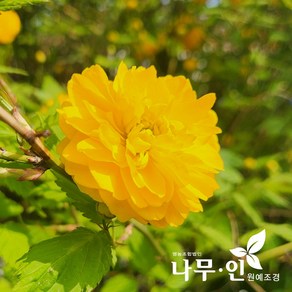 [나무인] 매화나무 4종 모음, 1개, 황매화