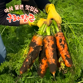 [자체농장직송] 화산흙에서 자란 제주당근 구좌당근 흙당근 햇당근, 1박스, 10kg(중)