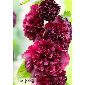 [지인야생화] d-겹접시꽃-더블마론, 1개