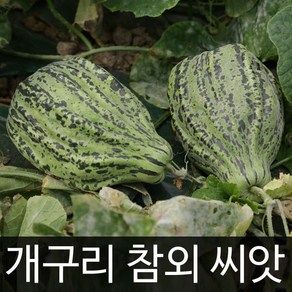 개구리 참외 씨앗 참외씨 종자 토종 재래종 씨 50알, 1개