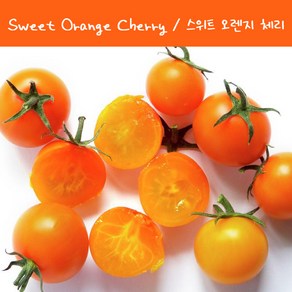 스위트 오렌지 체리 Sweet Oange Chey희귀 토마토 수경재배 토마토 교육용 체험용키우기 세트