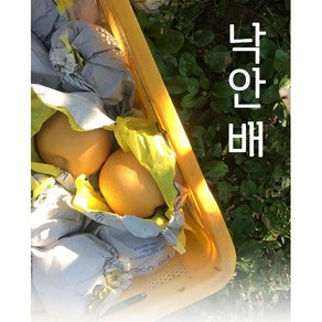 낙안배 산지직송 덕천농장 가정용 선물용 5kg 7.5kg 15kg 흠과 선물세트