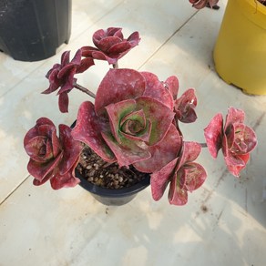 [수암다육] 로스코프 랜덤발송 Aeonium 'Roscov' 다육 다육이 다육식물 수암다육 Succulent 반려식물 국민다육 애완식물 선인장, 1개