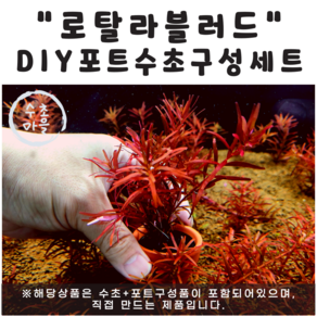 <수초마을> 직접만들어보는 로탈라블러드 DIY 포트수초 구성세트 붉은수초 구피은신처, 1개