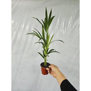 반려식물 플랜테리어 아레카야자 소품 15-25cm 27, 1개