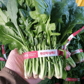 해풍맞은 남해 햇 노지 시금치 보물초 시금치, 1개, 1kg
