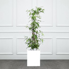 에코플랜트 거실 인테리어 실내 식물 카페 승진 사무실이전 화분 배송[서울.경기 평일 당일배송] <지방 및 영종도 가평 강화도 배송불가>, 05. 고드세피아 회색, 1개