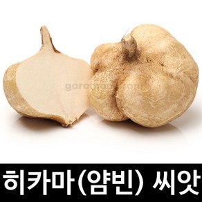 히카마 씨앗 얌빈 종자 멕시코 감자 씨 50알