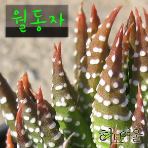 [허브여울다육] 월동자 지름 9cm 소품 (상토와 마사만 사용한 건강한다육), 1개