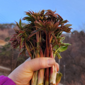 [사찰전용] 어린순 눈개승마 해발700M 삼나물, 1박스, 1kg