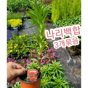 나리백합꽃 3개묶음/우아한 꽃의 대명사 백합, 3개