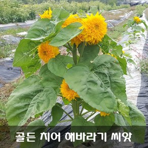 [해피플라워] 골든 치어 해바라기 씨앗 30립 / 봄 파종 테디 베어를 닮은 해바라기 꽃씨