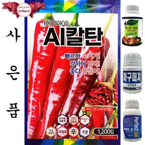 AI칼탄 1200립 현대종묘 25년 고추씨앗 고추종자, 1개