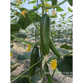 [당일수확/산지직송] 스낵오이 여주 미니오이 2kg, 1개, 혼합2kg(미니스탑1kg+글로리아1kg)