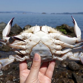 연평도 신선급냉 살이꽉찬 알배기 암꽃게 프리미엄, 1박스, 3kg [9-15미]