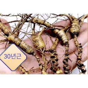 백두산 30년 임하삼 산양삼 싱싱한 임하산삼 3뿌리 한세트, 40g, 1개