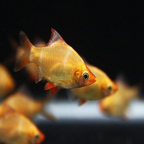 골든 수마트라 6cm ~ 7cm [10마리], 1개, 10g