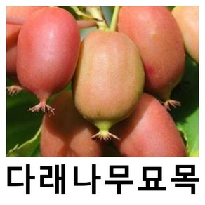 다래나무 묘목 하디레드 레드다래 삽목1년 포트 2개묶음, 2개