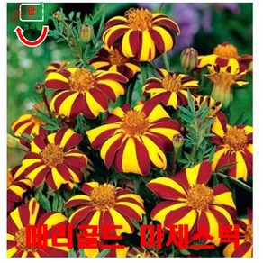 희귀씨앗P 멕시코 메리골드 (Tagetes eecta) 씨앗 20립, 1개