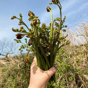 [온온프레시] 제주 첫물 햇 건고사리 100g 200g, 1개