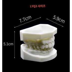 스케일링 모형 잇몸 모델 실습 구강 덴티폼 분리 이빨, 백옥강LYQ3, 1개