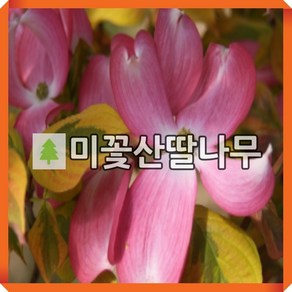 미꽃산딸나무 묘목 체로키썬세트 접목1년 포트묘