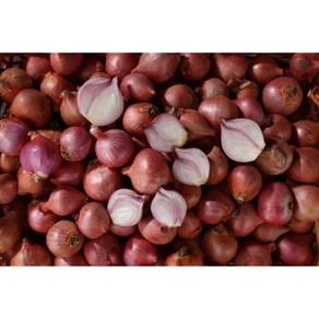 r . lunuloka 모충 샬롯 미니양파 중국양파 shallot 1kg