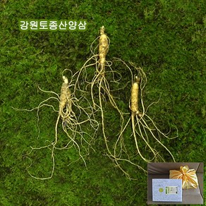 하주니 산양산삼 15년근 강원청정삼 산양삼 장뇌삼 장뇌산삼 야생 산삼 황절삼 무농약 자연산 면역력 명절 설 추석 선물세트 부모님 건강 고급 선물, 1세트, 2_산양삼 07년근 3뿌리