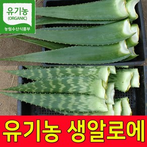 친환경 유기농인증 알로에생잎 사포나리아 4kg 2kg 생알로에 농장직송, 1박스, 사포나리아4KG