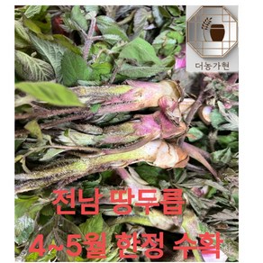 [산지직송 당일수확](더농가현) 땅두릅 좋은품질 선별 신선한 제철 나물 이번달만 생산, 1박스, 1kg