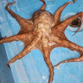 국내 남해안 활 통영 자연산 돌문어 숙회 제수용 손질 문어 / 2kg (1-6미), 1개