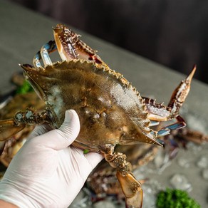 서해안 제철 꽃게 국내산 활 암꽃게 냉동꽃게, 급냉 절단꽃게 900g(9-18쪽), 1개