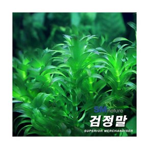 검정말 [5촉], 1개