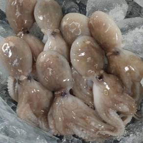 활 쭈꾸미 봄쭈꾸미, 1박스, 1kg, 25년 활 쭈꾸미 2kg