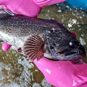 우럭회 필렛 500g 모듬회 손질후 국내산 회 배달, 옵션1. 우럭필렛 500g, 1개